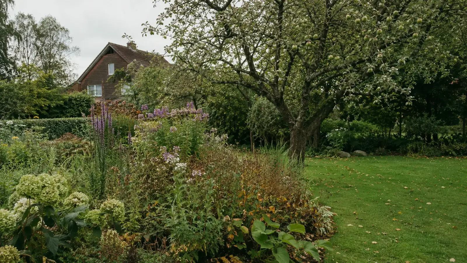 Hausgarten im Spätsommer mit Staudenbeet und Apfelbaum vor einem Backsteinhaus