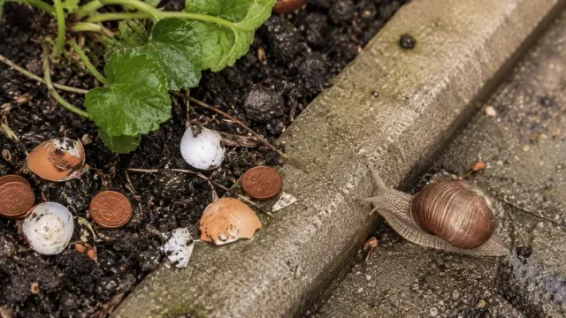20 garten mythen entlarvt