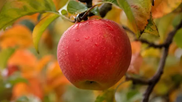 Apfelbaum pflanzen und pflegen