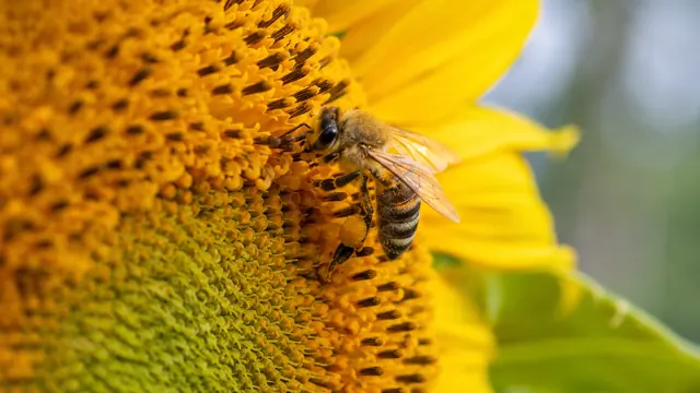 Bienen im Garten anlocken