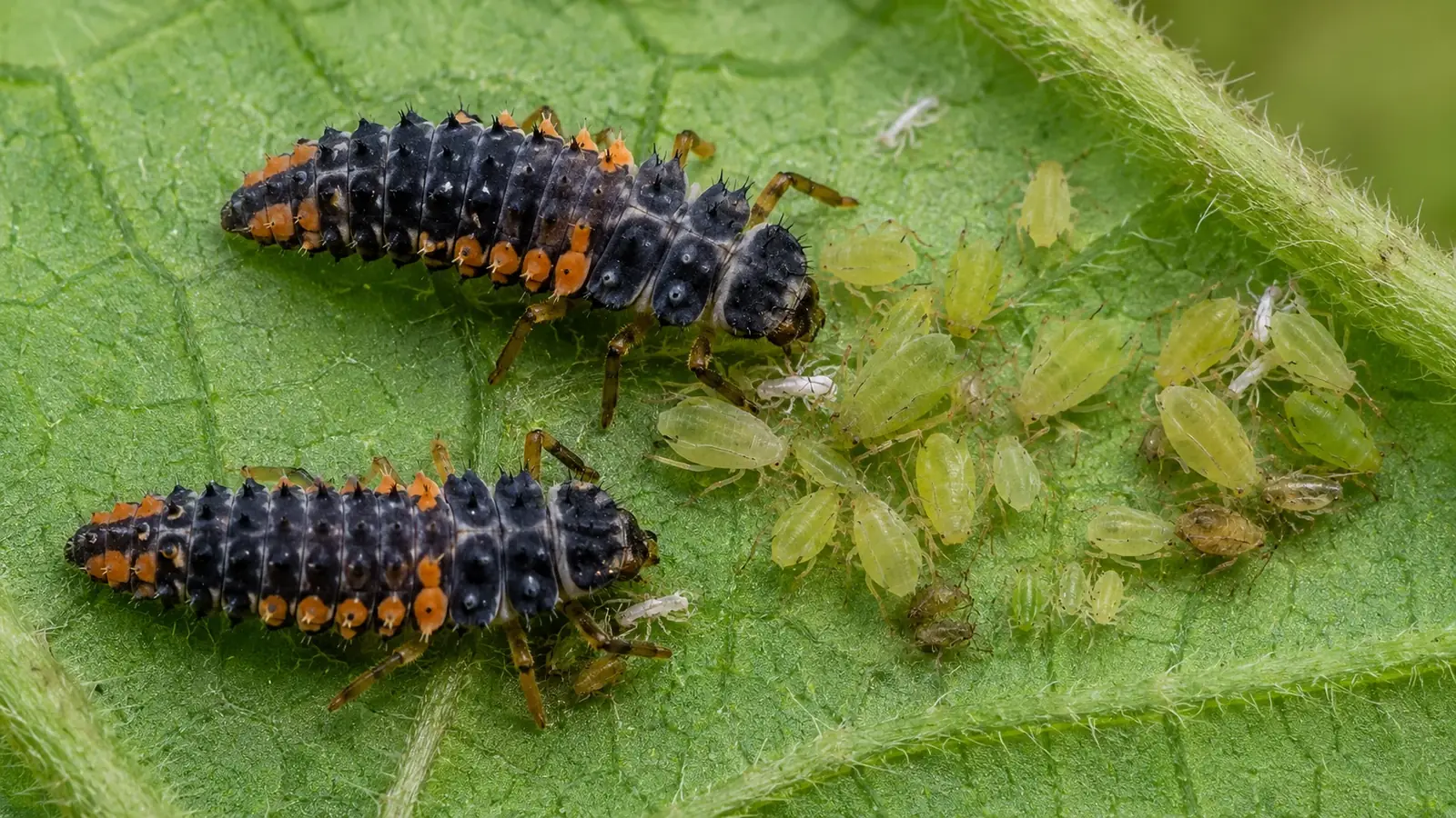 Biologischer Pflanzenschutz im Garten
