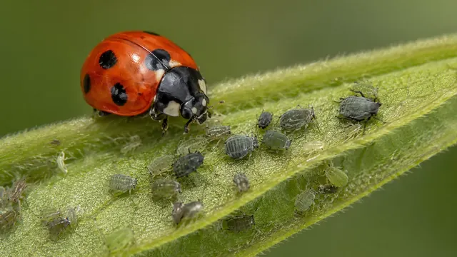 Blattläuse biologisch bekämpfen
