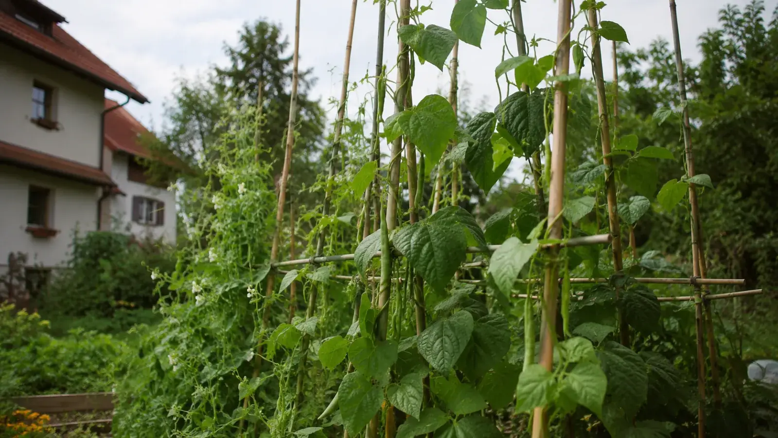 Bohnen und Erbsen anbauen: Stangen, Busch, Trocken-Sorten | gartenfeeling