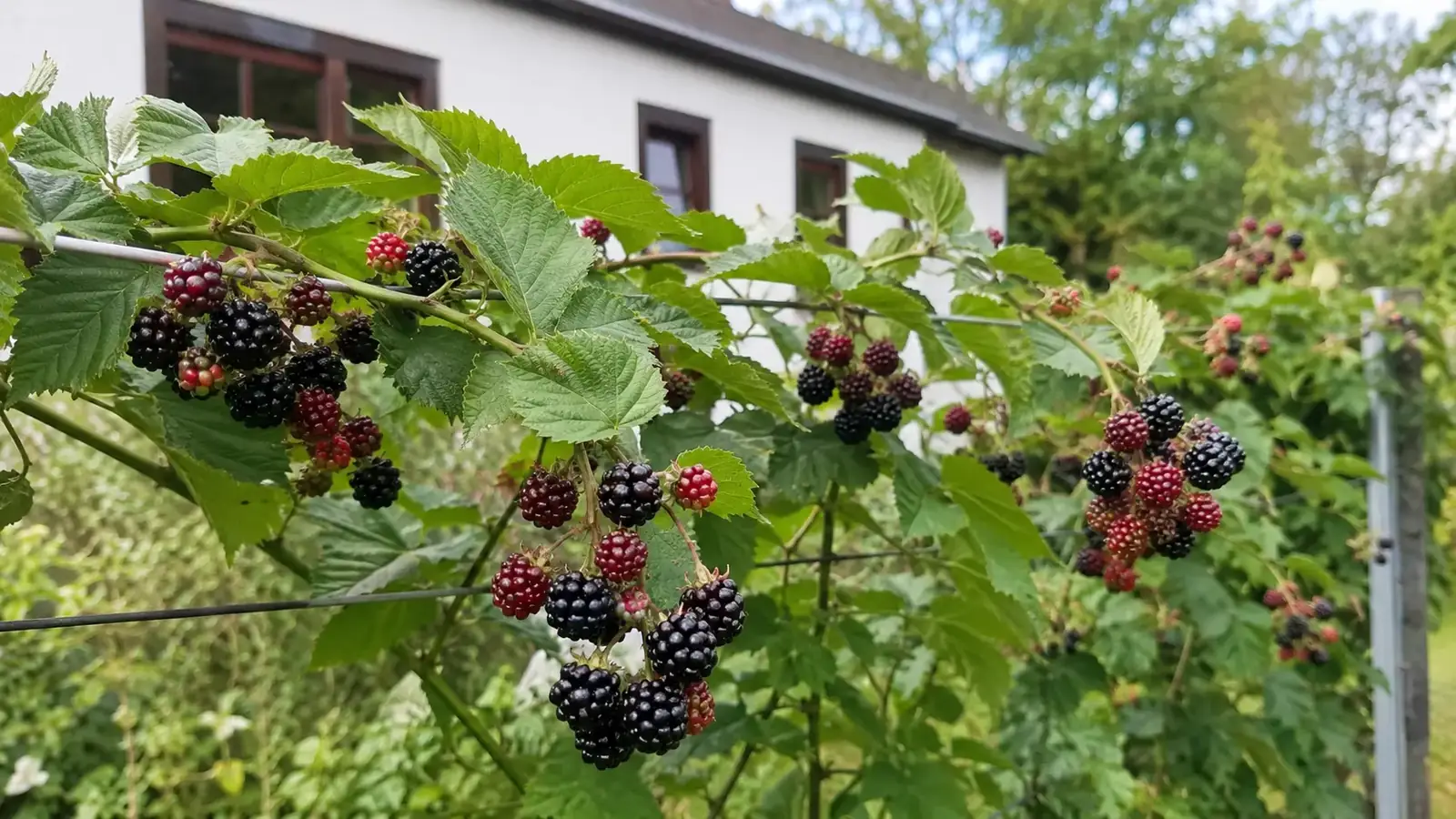 Brombeeren anbauen im Garten