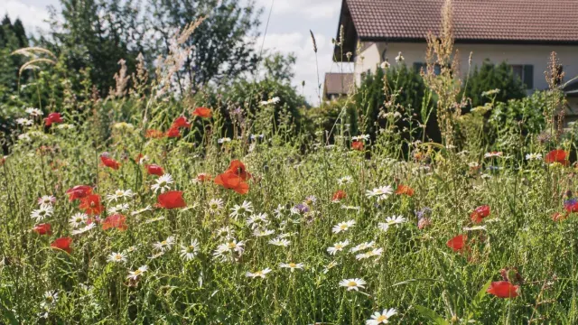 Drei jahre wildblumenwiese