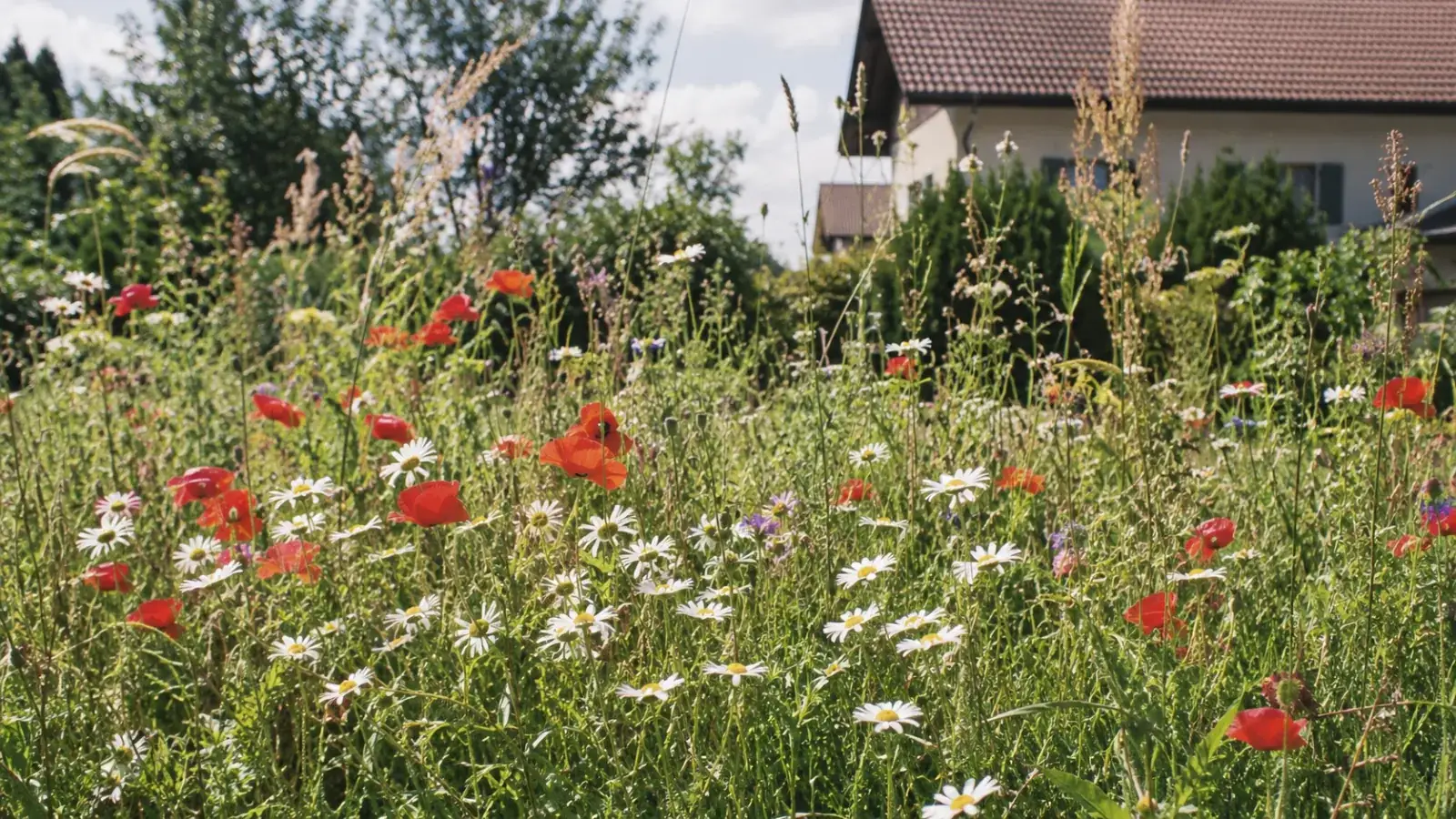 Wildblumenwiese anlegen: die ersten drei Jahre realistisch