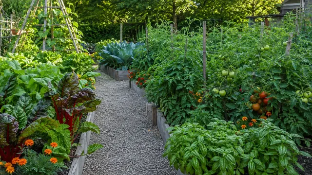 Gemüsegarten anlegen