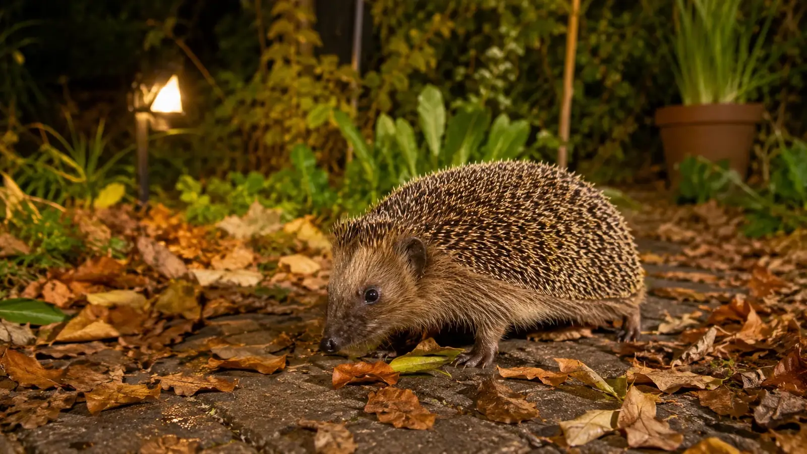 Igel im Garten helfen im Garten
