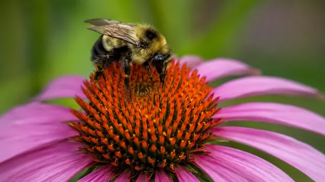 Insektenfreundliches Blütenbeet mit Wildbienen und Schmetterlingen