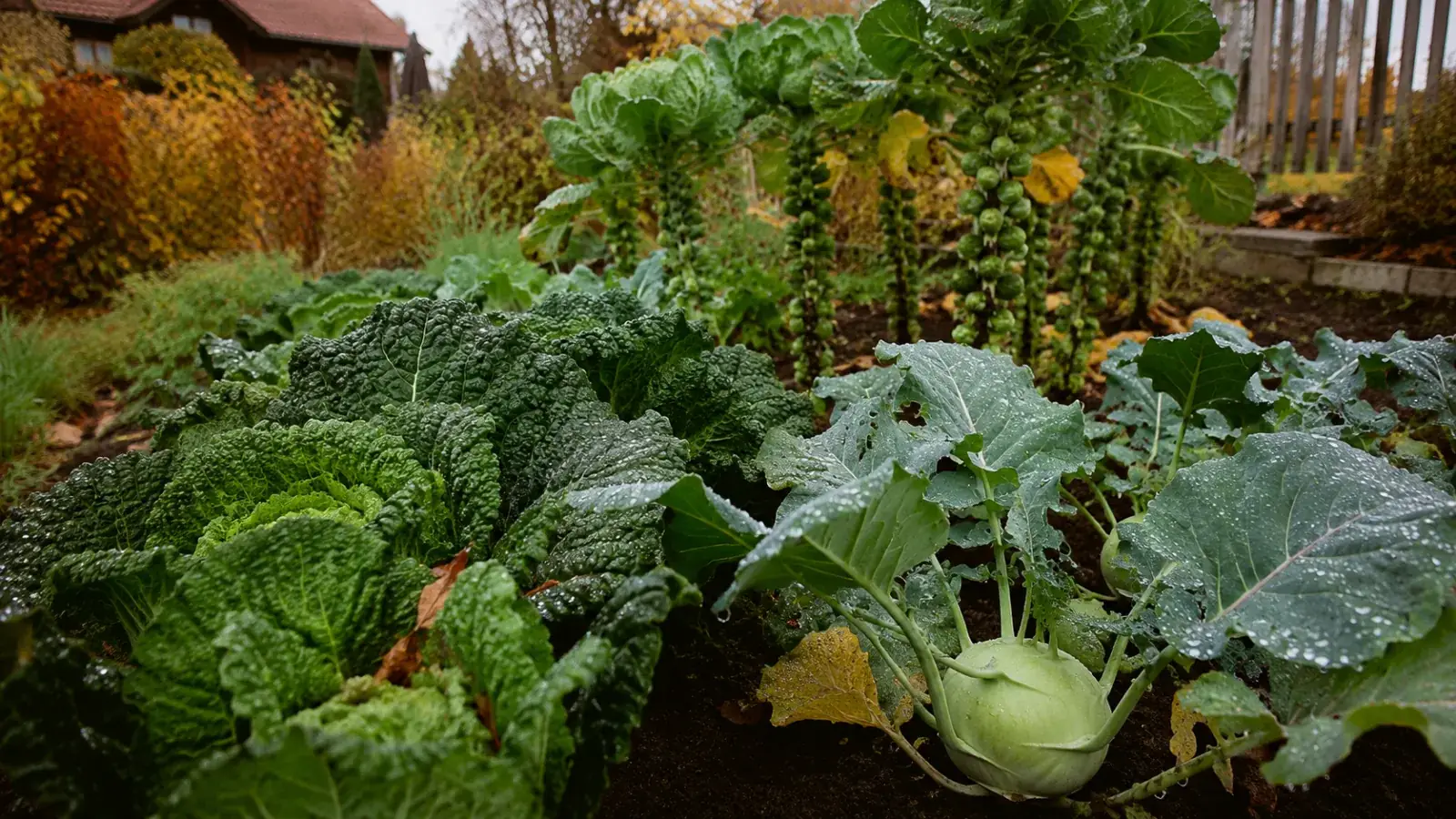 Kohl anbauen: 10 Kohl-Arten im Vergleich plus Pflege | gartenfeeling