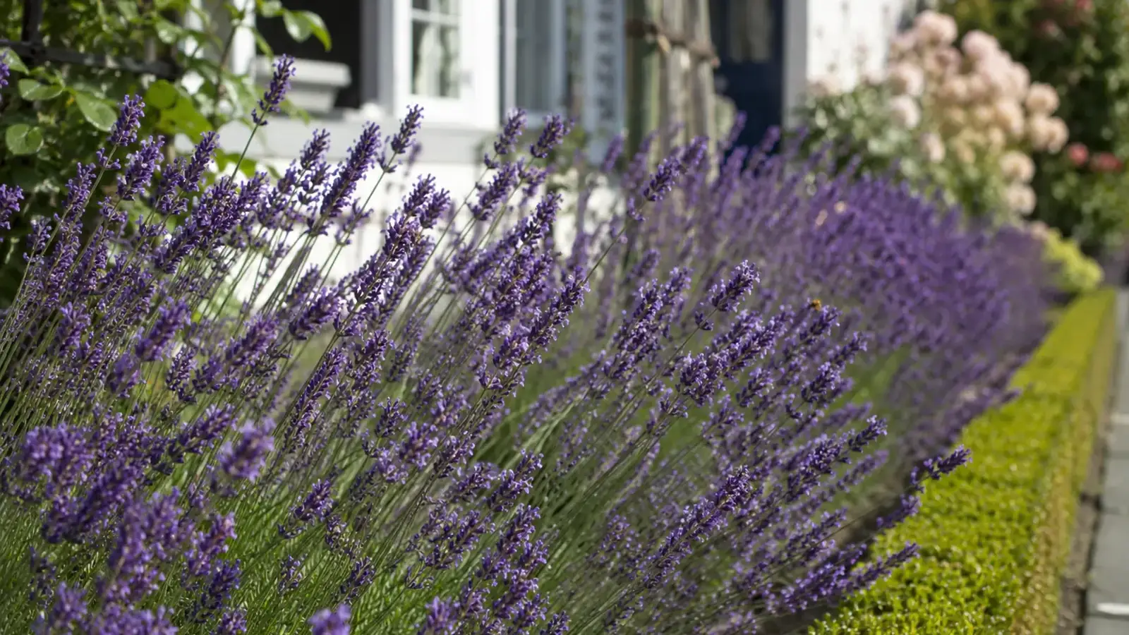 Lavendel pflegen und schneiden im Garten