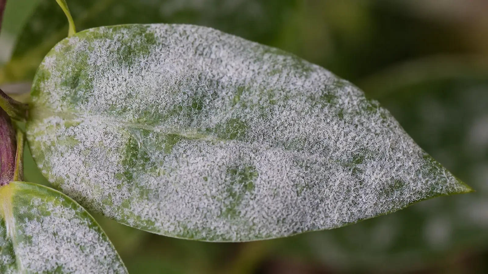 Mehltau bekämpfen im Garten