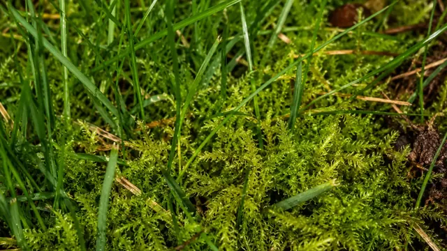 Moos im Rasen entfernen