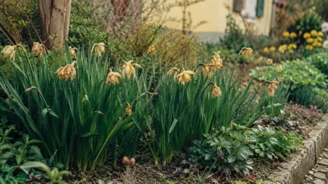 Narzissen pflegen