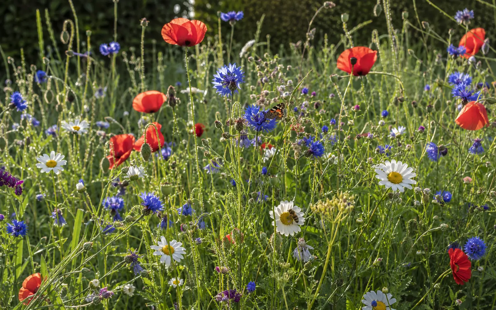 Artenreiche Wildblumenwiese im Naturgarten