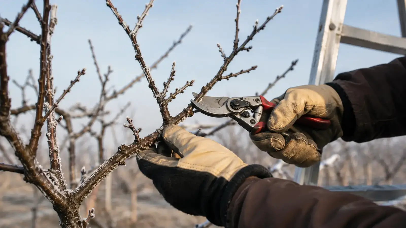Obstbaumschnitt Kalender im Garten