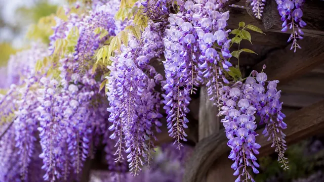 Pergola bepflanzen