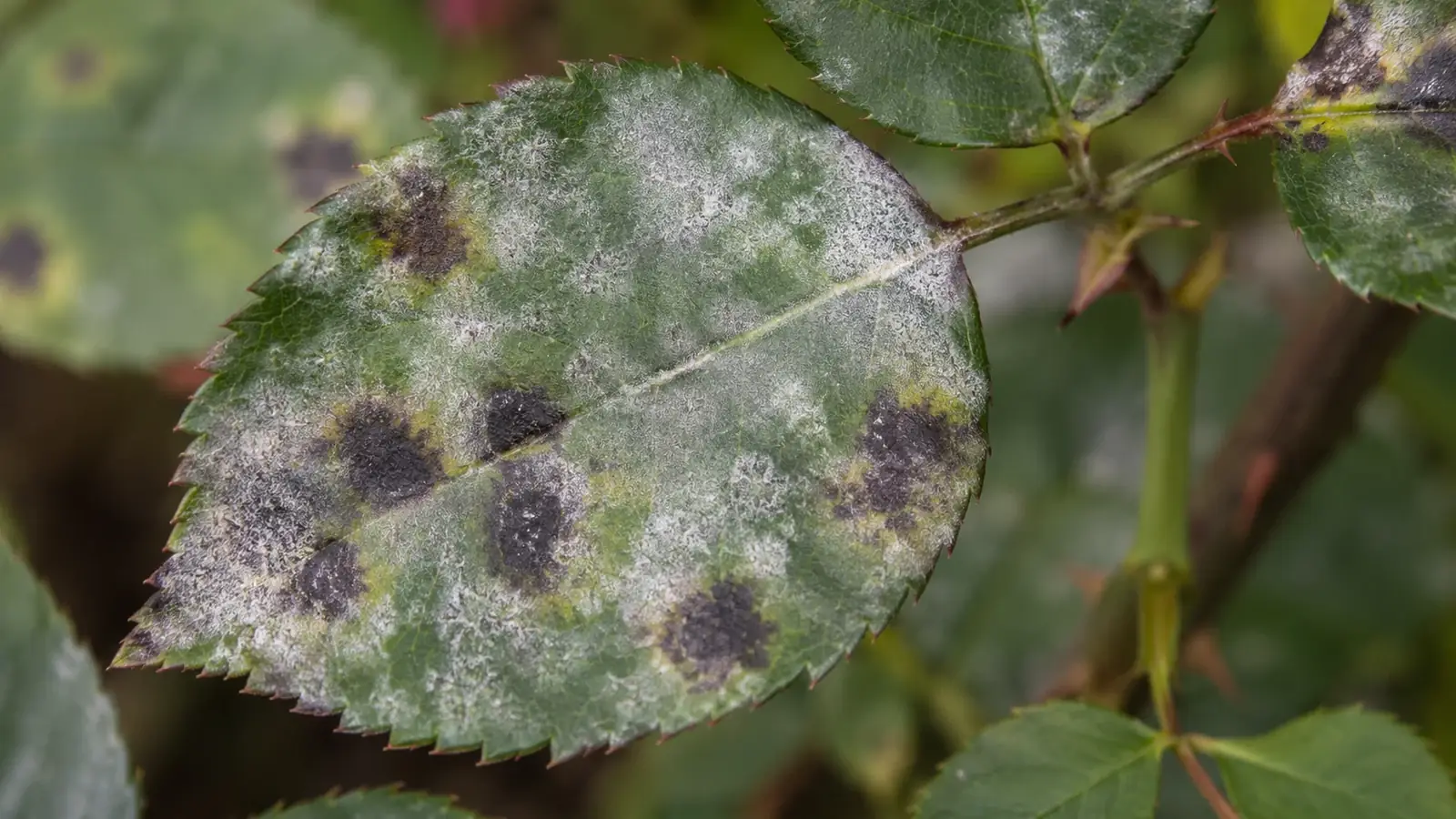 Pilzkrankheiten erkennen im Garten