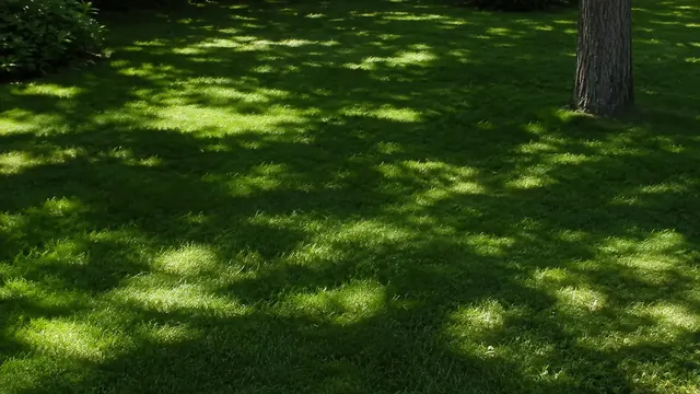 Rasen im Schatten