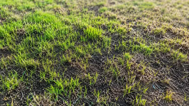 Rasen nach Trockenheit mit Nachsaat und frischem Grün