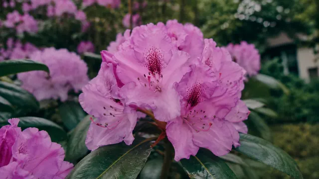 Rhododendron pflanzen und pflegen