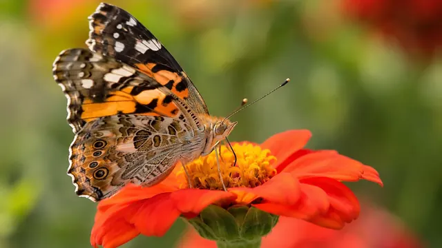 Schmetterlinge anlocken