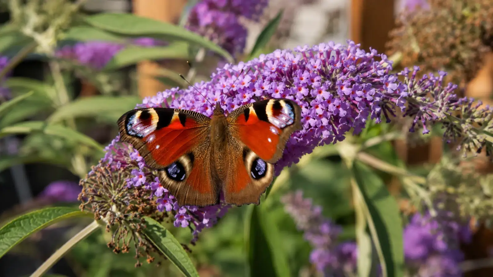 Schmetterlinge anlocken im Garten