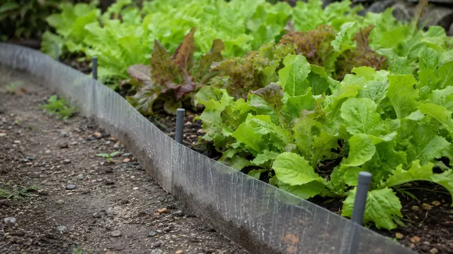 Schnecken im Garten bekämpfen