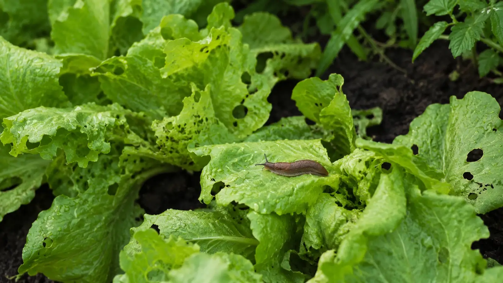 Schnecken im Garten bekämpfen im Garten