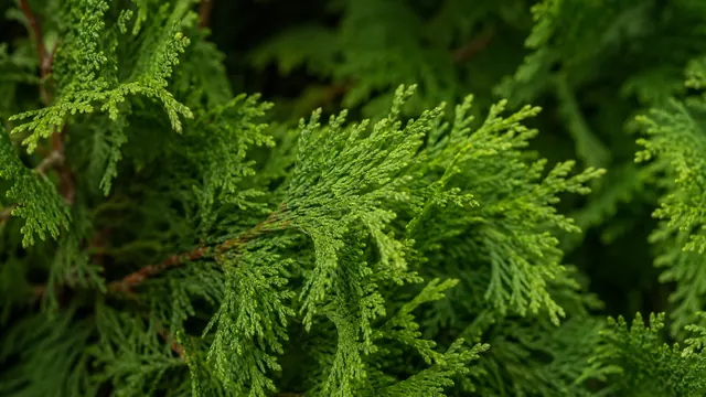 Thuja-Hecke pflege