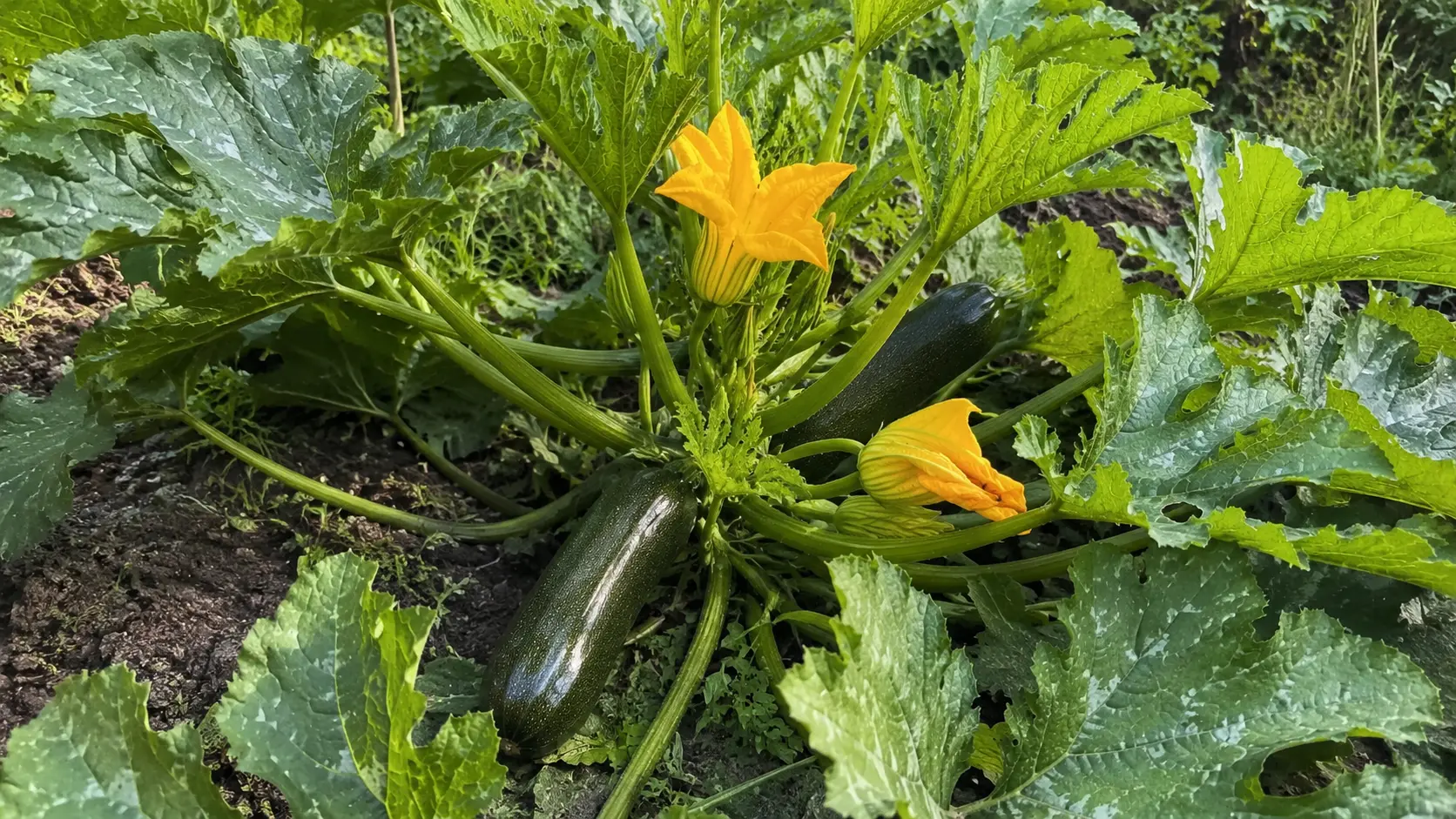 Tomatenpflanzen mit reifen Früchten am Spalier