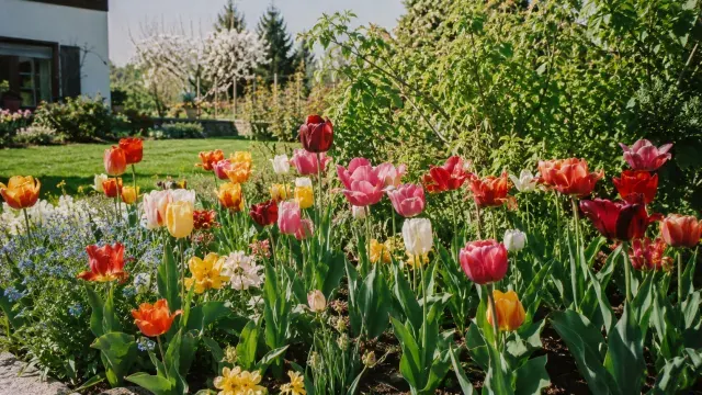 Tulpen pflanzen und pflegen
