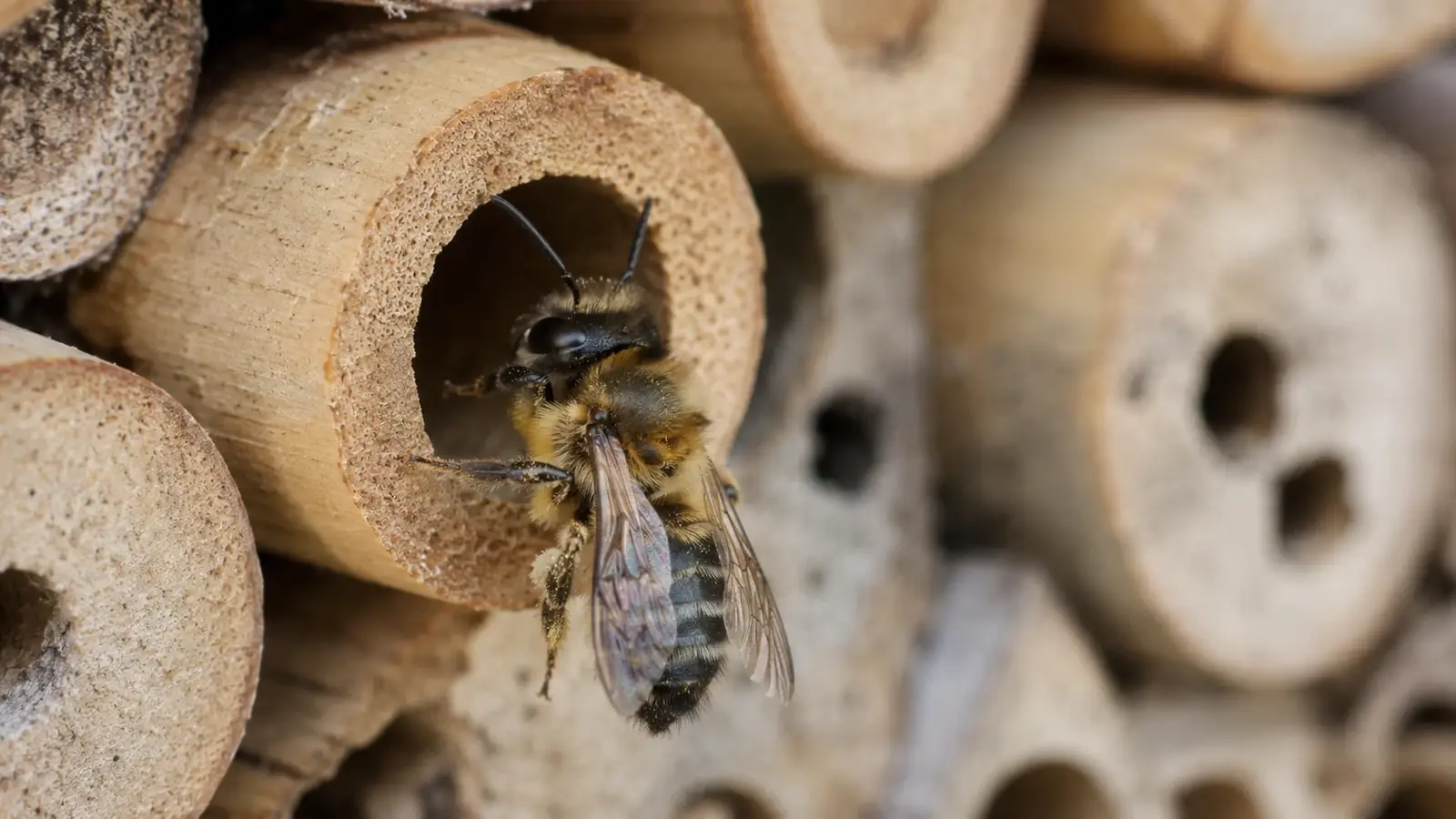Wildbienen fördern im Garten