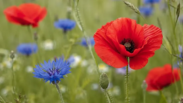 Wildblumenwiese anlegen